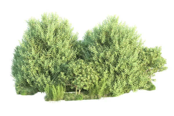 Arbustes Verts Isolés Sur Fond Rendu Illustration — Photo