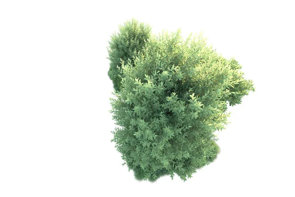 Gröna Buskar Isolerade Bakgrunden Återgivning Illustration — Stockfoto