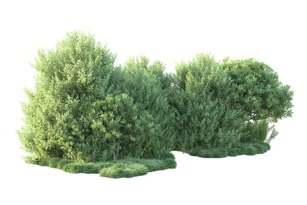 背景上孤立的绿色灌木丛 3D渲染 — 图库照片