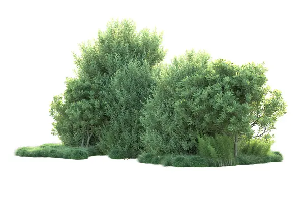 Зеленые Кусты Изолированы Заднем Плане Рендеринг Иллюстрация — стоковое фото