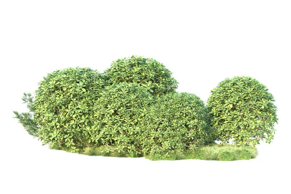 Зеленые Кусты Изолированы Заднем Плане Рендеринг Иллюстрация — стоковое фото