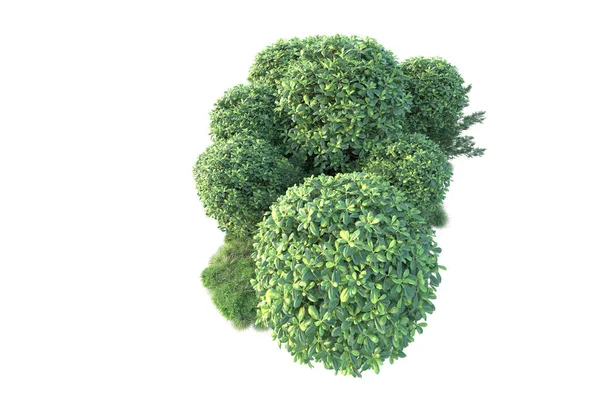 Зелені Кущі Ізольовані Фоні Візуалізація Ілюстрація — стокове фото