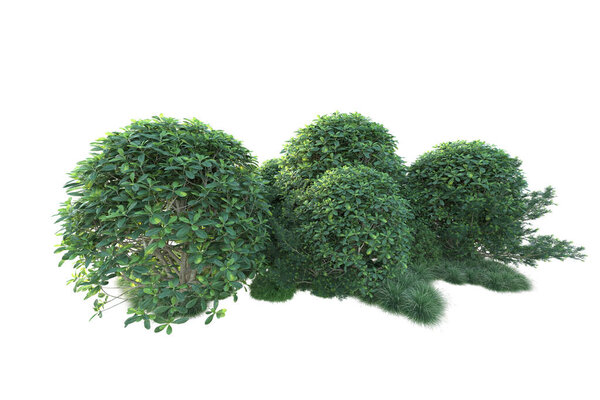 Green bushes isolated on background. 3d rendering - illustration 