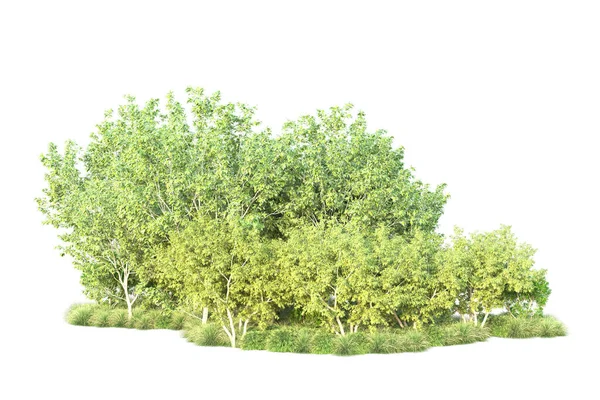 Green Bushes Isolated White Background Rendering Illustration — Stock Photo, Image
