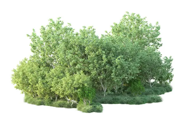 Πράσινοι Θάμνοι Απομονωμένοι Λευκό Φόντο Απόδοση Εικονογράφηση — Φωτογραφία Αρχείου