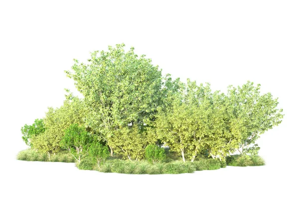 Зелені Кущі Ізольовані Білому Тлі Візуалізація Ілюстрація — стокове фото