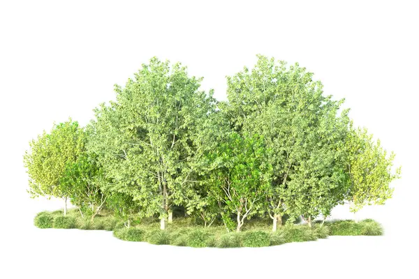 Zielone Krzewy Odizolowane Białym Tle Renderowanie Ilustracja — Zdjęcie stockowe