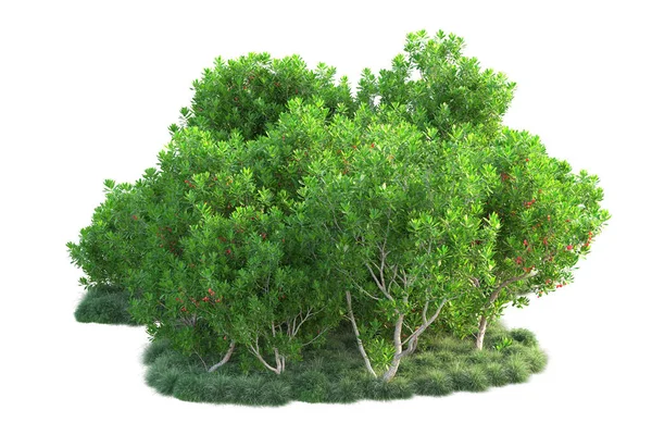 Arbustos Verdes Aislados Sobre Fondo Blanco Representación Ilustración — Foto de Stock