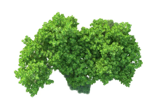 Groene Struiken Geïsoleerd Witte Achtergrond Weergave Illustratie — Stockfoto