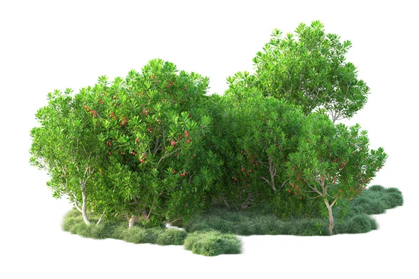 白色背景上隔离的绿色灌木丛 3D渲染 — 图库照片