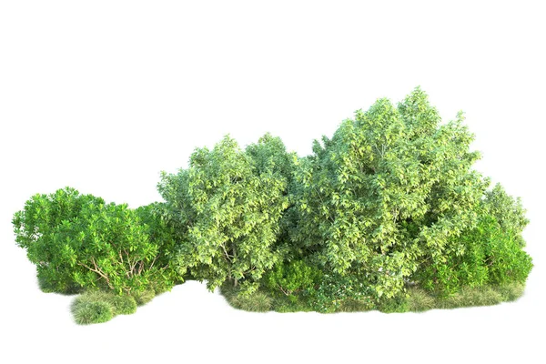 Arbustes Verts Isolés Sur Fond Blanc Rendu Illustration — Photo