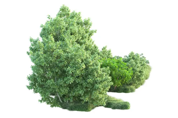 Green Bushes Isolated White Background Rendering Illustration — Stock Photo, Image