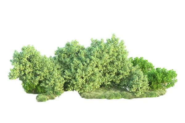 Зеленые Кусты Изолированы Белом Фоне Рендеринг Иллюстрация — стоковое фото