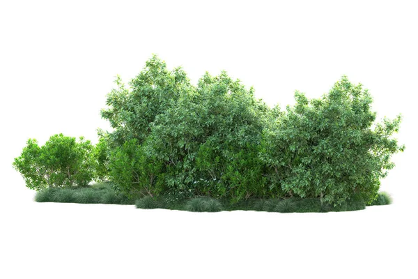 Зеленые Кусты Изолированы Белом Фоне Рендеринг Иллюстрация — стоковое фото