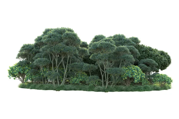 Зелені Кущі Ізольовані Білому Тлі Візуалізація Лісових Рослин — стокове фото