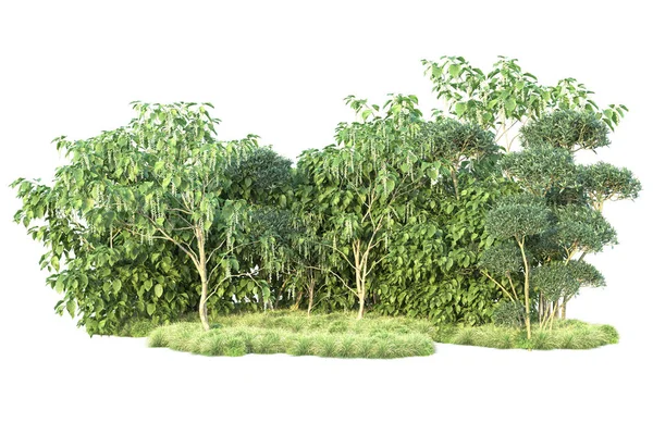 Arbustes Verts Isolés Sur Fond Blanc Rendu Des Plantes Forestières — Photo