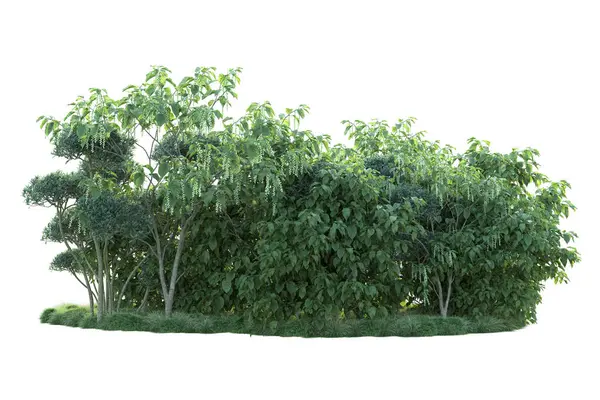 Arbustos Verdes Aislados Sobre Fondo Blanco Representación Plantas Forestales —  Fotos de Stock