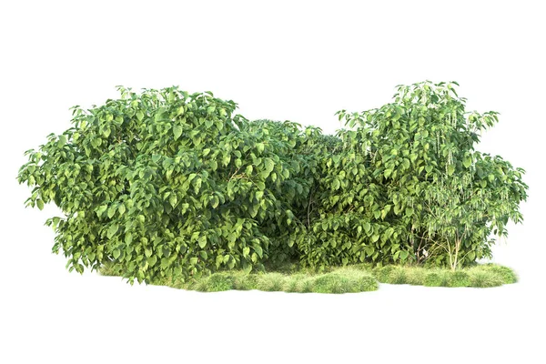 Groene Struiken Geïsoleerd Witte Achtergrond Destructie Van Bosplanten — Stockfoto