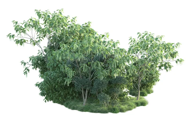 Zelené Keře Izolované Bílém Pozadí Vykreslování Lesních Rostlin — Stock fotografie