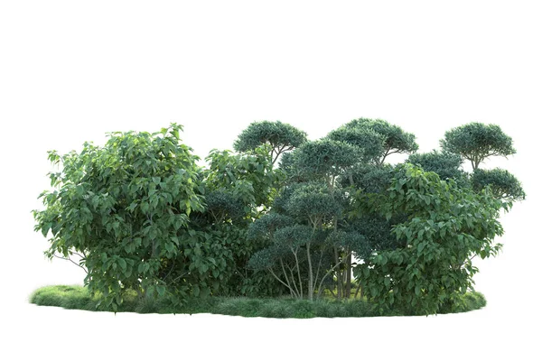 Зеленые Кусты Изолированы Белом Фоне Рендеринг Лесных Растений — стоковое фото