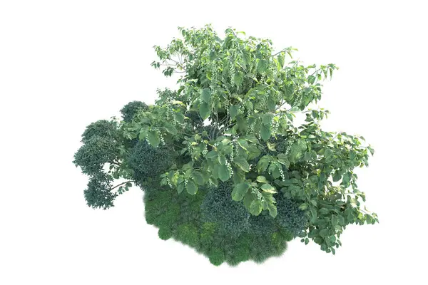 Grüne Büsche Isoliert Auf Weißem Hintergrund Darstellung Von Waldpflanzen — Stockfoto