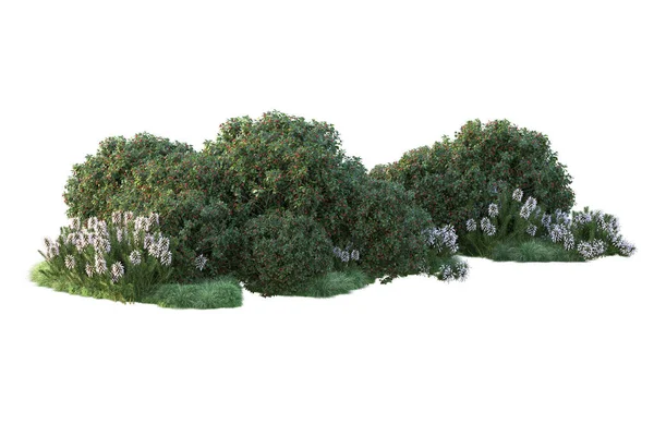 Πράσινοι Θάμνοι Απομονωμένοι Λευκό Φόντο Απόδοση Δασικών Φυτών — Φωτογραφία Αρχείου