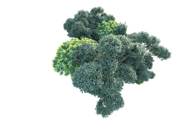 白色背景上隔离的绿色灌木丛 森林植物的3D渲染 — 图库照片