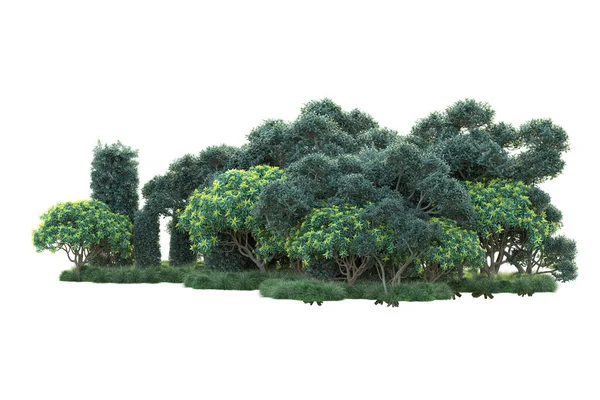 Arbustos Verdes Aislados Sobre Fondo Blanco Representación Plantas Forestales —  Fotos de Stock