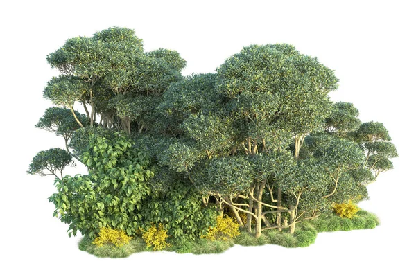 Grüne Büsche Isoliert Auf Weißem Hintergrund Darstellung Von Waldpflanzen — Stockfoto