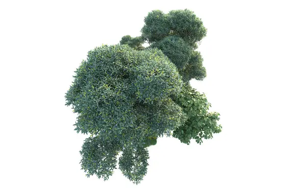 Zielone Krzewy Odizolowane Białym Tle Utylizacja Roślin Leśnych — Zdjęcie stockowe