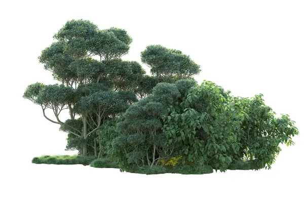 Arbustes Verts Isolés Sur Fond Blanc Rendu Des Plantes Forestières — Photo