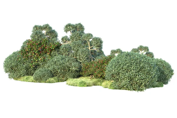 白い背景に隔離された緑の茂み 森林植物の3Dレンダリング — ストック写真