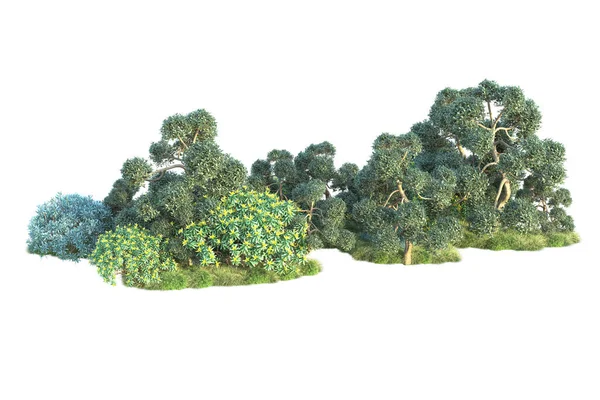 Зеленые Кусты Изолированы Белом Фоне Рендеринг Лесных Растений — стоковое фото