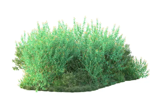 Arbustos Verdes Aislados Sobre Fondo Blanco Representación Plantas Forestales — Foto de Stock