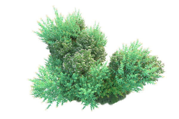 Green bushes isolated on white background. 3d rendering of forest plants