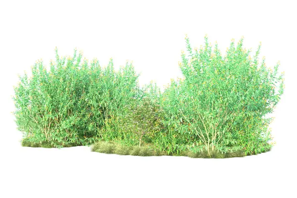 Arbustos Verdes Isolados Sobre Fundo Branco Renderização Plantas Florestais — Fotografia de Stock