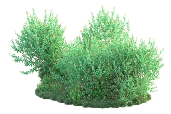 白い背景に隔離された緑の茂み 森林植物の3Dレンダリング — ストック写真