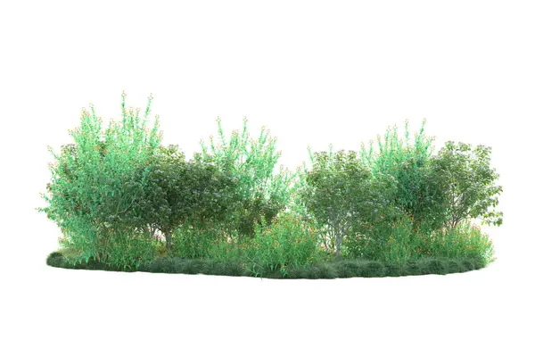 Πράσινοι Θάμνοι Απομονωμένοι Λευκό Φόντο Απόδοση Δασικών Φυτών — Φωτογραφία Αρχείου