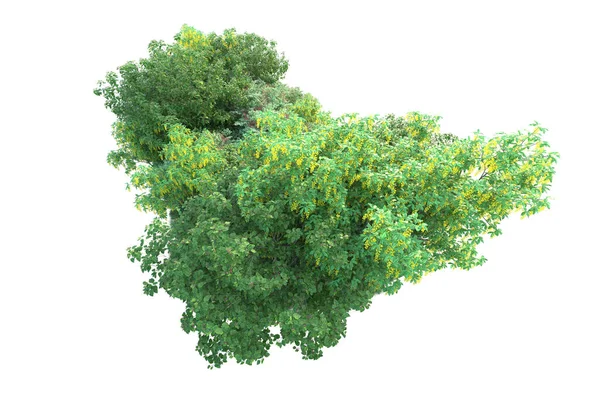 Gröna Buskar Isolerade Vit Bakgrund Konvertering Skogsväxter — Stockfoto