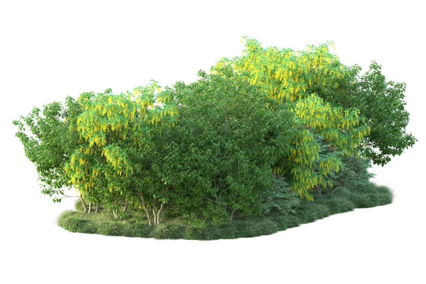Zelené Keře Izolované Bílém Pozadí Vykreslování Lesních Rostlin — Stock fotografie