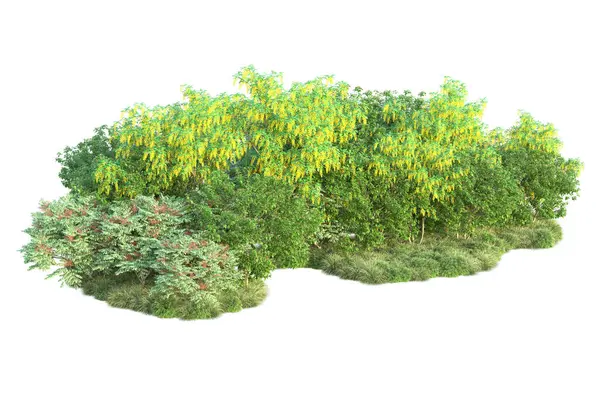 Cespugli Verdi Isolati Sfondo Bianco Rendering Piante Forestali — Foto Stock