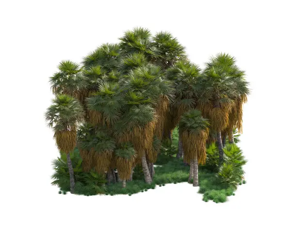 Arreglo Forestal Tropical Aislado Sobre Fondo Representación Ilustración —  Fotos de Stock
