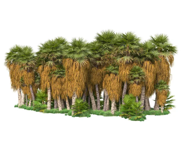 Аранжування Тропічних Лісів Ізольовано Фоні Візуалізація Ілюстрація — стокове фото