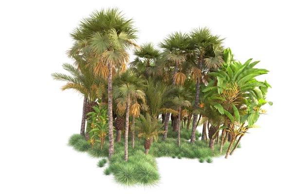 Arreglo Forestal Tropical Aislado Sobre Fondo Representación Ilustración — Foto de Stock