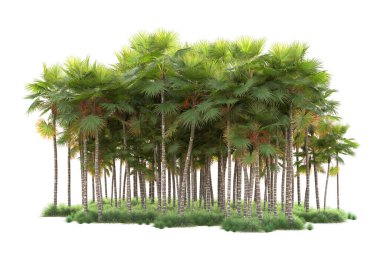 Arka planda izole edilmiş tropik orman düzeni. 3d görüntüleme - illüstrasyon