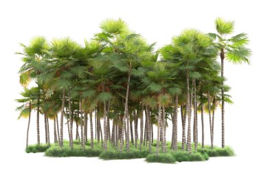 Arka planda izole edilmiş tropik orman düzeni. 3d görüntüleme - illüstrasyon