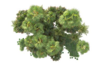 Arka planda izole edilmiş tropik orman düzeni. 3d görüntüleme - illüstrasyon