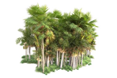 Arka planda izole edilmiş tropik orman düzeni. 3d görüntüleme - illüstrasyon