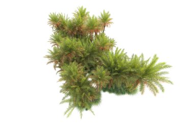 Arka planda izole edilmiş tropik orman düzeni. 3d görüntüleme - illüstrasyon