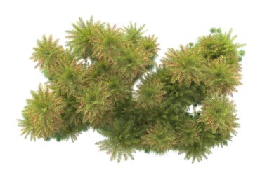 Arka planda izole edilmiş tropik orman düzeni. 3d görüntüleme - illüstrasyon